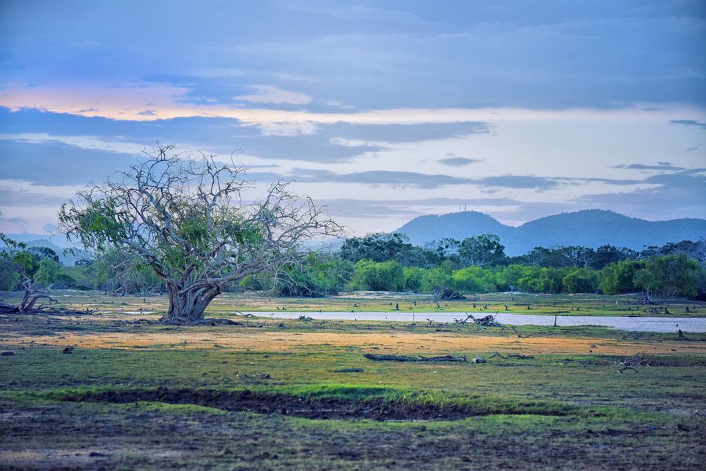 Wilderness Camping Hotel Yala Eksteriør billede